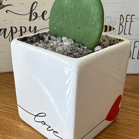 NEW Mini Succulent, Live Succulent Plant, 2-Inches Tall - Picture 2 of 9